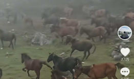 无马视频,揭秘马术运动的魅力与挑战